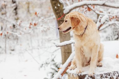 Hovawart, karlı bir ormanda bir kütüğün üzerinde oturan hovie light köpek
