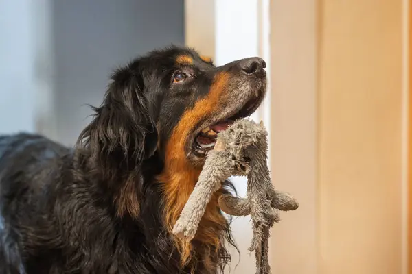 Hovawart Hovie Schwarz Und Gold Markierter Hund Mit Einem Spielzeug — Stockfoto