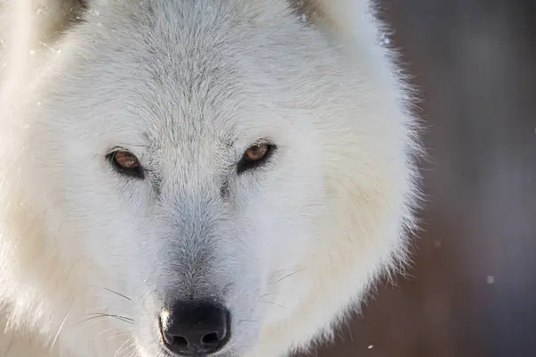 Arctic Wolf Canis Lupus Arctos Wolf View Close — Stock Photo, Image