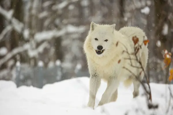 Sarkvidéki Farkas Canis Lupus Arctos Vidámnak Tűnik — Stock Fotó