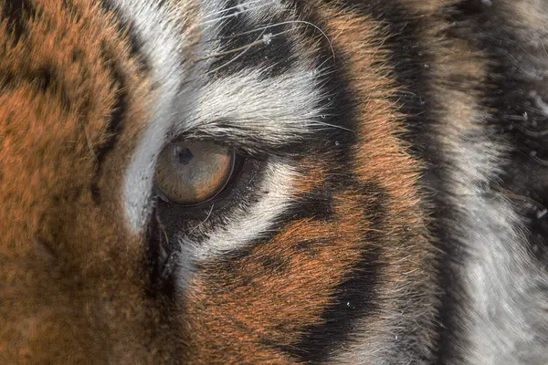 Sibirischer Tiger Panthera Tigris Tigris Großes Tigerauge Aus Nächster Nähe — Stockfoto
