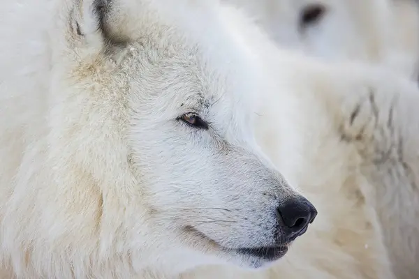 北极狼 Canis Lupus Arctos 的头部特写 它有很长的鼻孔 — 图库照片