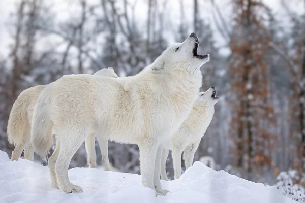 Lobo Ártico Canis Lupus Arctos Matilha Está Uivando Convocando Membros — Fotografia de Stock