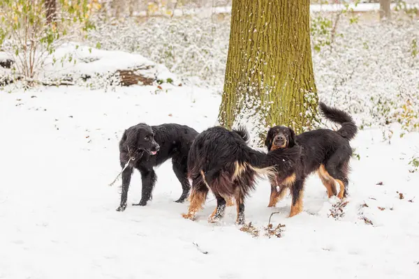 Hovawart Hovie Siyah Altın Işaretli Köpek Sürüsü Karda Oynuyor — Stok fotoğraf