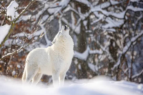 Sarki Farkas Canis Lupus Arctos Vonyítása Önmagában Gyönyörű Fény — Stock Fotó