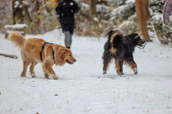 Hovawart Hovie Siyah Altın Işaretli Köpek Açık Koyu — Stok fotoğraf