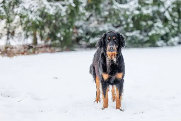 在雪地里 黑色和金色标志的狗肖像画 — 图库照片