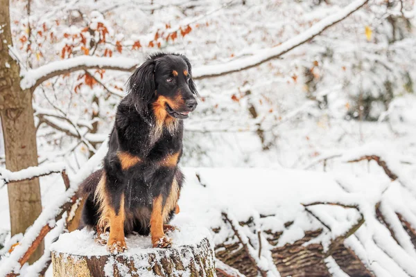 在雪地的森林里 一只标有黄金和黑色标志的狗坐在树桩上 — 图库照片