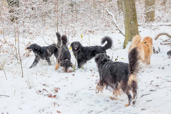 Hovawart Hovie Siyah Altın Işaretli Köpek Karda Büyük Paket — Stok fotoğraf