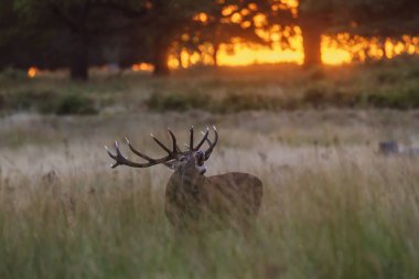 Kızıl geyik (Cervus elaphus), gün doğumunda rakiplerinin meydan okuduğu Richmond parkında kükreyen geyik.