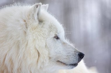 Kuzey Kutbu Kurdu (Canis lupus arctos) kış manzarasında yakın plan baş portresi