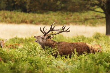 Kızıl geyik (Cervus elaphus), Rut Roars, Richmond Park 'ta rakiplerine meydan okuyan bir geyik.