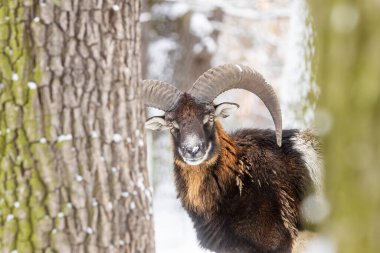 Erkek mouflon (Ovis aries musimon) ilkel evcil koyunların kış ormanlarında yaşayan vahşi bir alt türüdür.