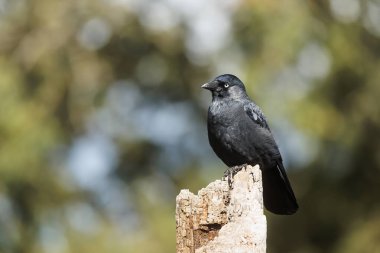 Batı karga (Coloeus monedula) yaşlı bir ağaçta oturuyor