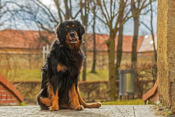 Hovawart Hovie Black Gold Işaretli Köpek Güldüğünde Olduğu Gibi — Stok fotoğraf