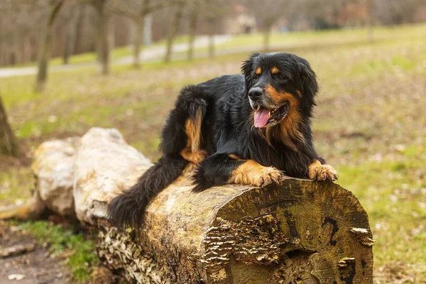 Hovawart Hovie Schwarz Und Gold Markierter Hund Liegt Auf Einem — Stockfoto