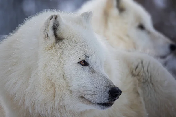 Arktický Vlk Canis Lupus Arctos Zblízka Portrét Mezi Smečkou — Stock fotografie