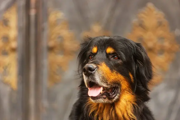 Hovawart Hovie Preto Dourado Marcado Retrato Cão Com Fundo Histórico — Fotografia de Stock