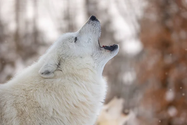 Arktischer Wolf Canis Lupus Arctos Aus Der Nähe Eines Heulenden — Stockfoto