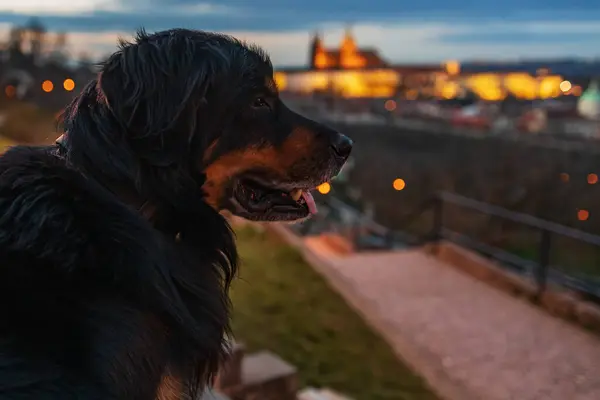プラハ城の背景を持つ公園の暗闇に黒と金のマークされた犬ホワイトワート — ストック写真