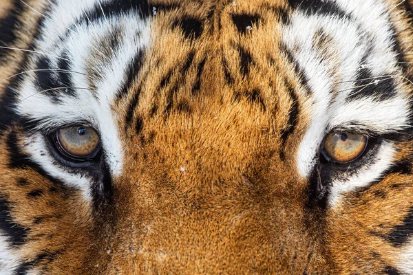 Male Siberian Tiger Panthera Tigris Tigris Big Tiger Eye Close — Stock Photo, Image