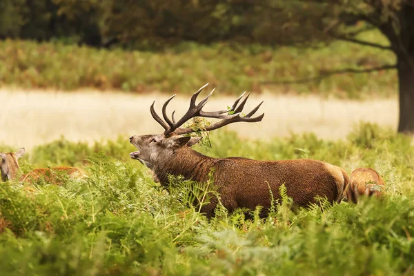 Red Deer Cervus Elaphus Deer Rut Roars Richmond Park Challenge — Stock Photo, Image