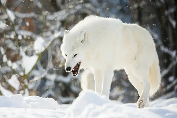 Sarkvidéki Farkas Canis Lupus Arctos Vad Mosollyal — Stock Fotó