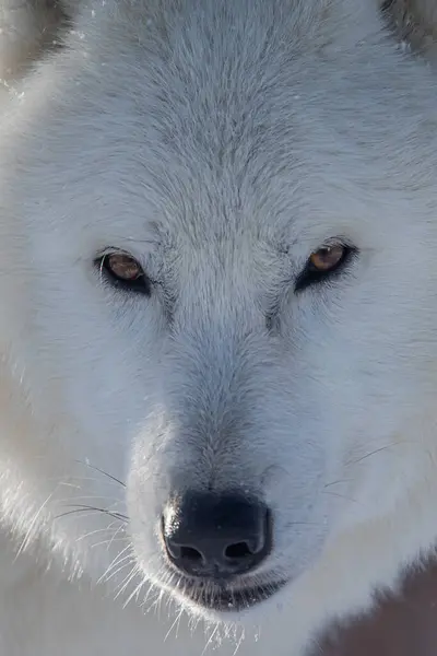Arctic Wolf Canis Lupus Arctos Very Detailed View — Stock Photo, Image