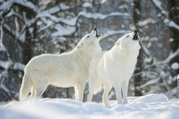 Arctic Wolf Canis Lupus Arctos Team Howling Couple — Stock Photo, Image