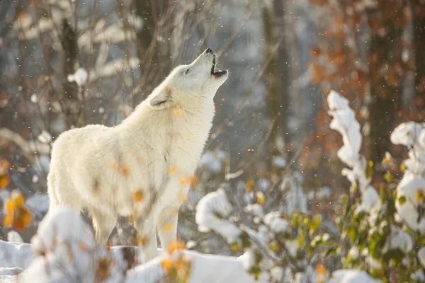 Arctic Wolf Canis Lupus Arctos Howls Alone Silence Snowy Forest — Stock Photo, Image