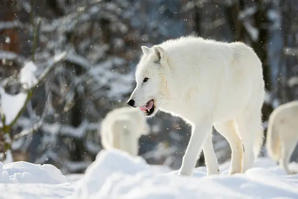 Lobo Ártico Canis Lupus Arctos Embalar Paisagem Inverno — Fotografia de Stock
