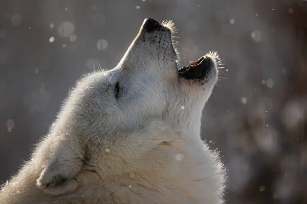 Arctische Wolf Canis Lupus Arctos Close Van Het Hoofd Van — Stockfoto