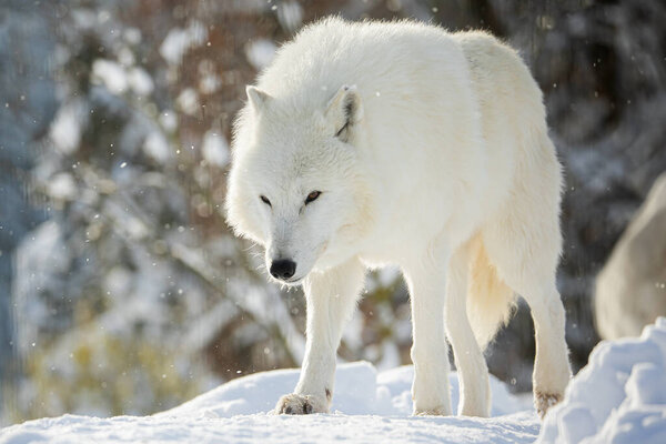Arctic wolf (Canis lupus arctos) walking through the snowy woods