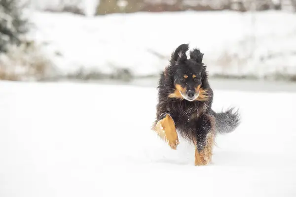 在雪地里疾驰而过的一条标有黑色和金色标志的狗 — 图库照片