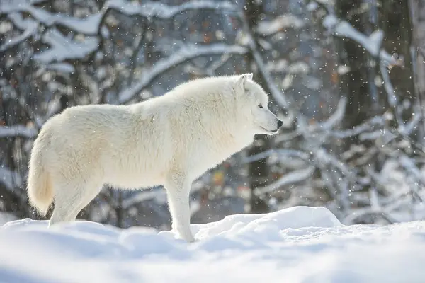 Sarkvidéki Farkas Canis Lupus Arctos Egy Magányos Farkas Havas Erdőben — Stock Fotó