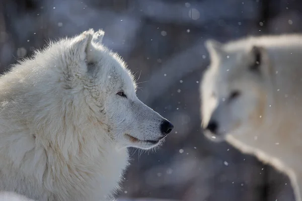 Lupo Artico Canis Lupus Arctos Particolare Sulla Testa — Foto Stock