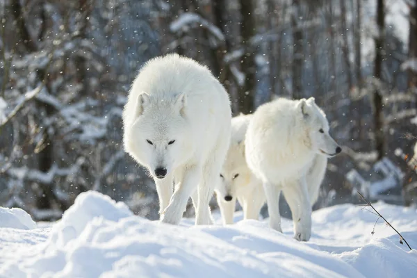 Arctic Wolf Canis Lupus Arctos Pack Walks Snowy Countryside — Stock Photo, Image