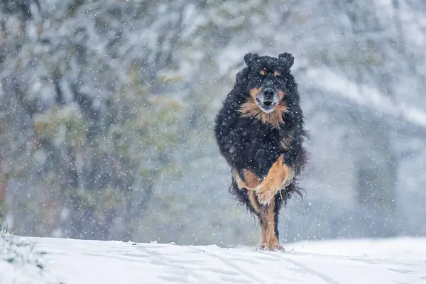 ホバート ホビーブラック ゴールドマークの犬が大雪で走る — ストック写真