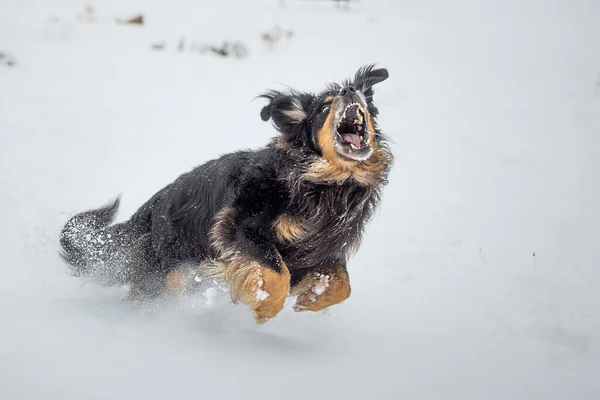 Hovawart Hovie Preto Ouro Marcado Cão Capturas Buscar Neve — Fotografia de Stock