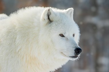 Kutup Kurdu (Canis lupus arctos) detaylı portre