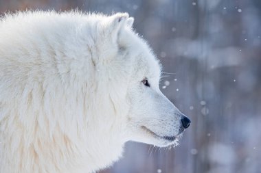 Kutup Kurdu (Canis lupus arctos) karlı detaylı portre