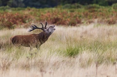 Kızıl geyik (Cervus elaphus), sabahın erken saatlerinde Richmond parkında kükreyen geyik.