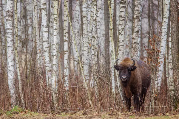 European Bison Bison Bonasus European Wood Bison Birch Trees — Stock Photo, Image