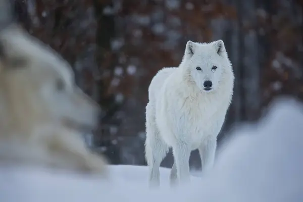 Lobo Ártico Canis Lupus Arctos Mirando Dentro Lente — Foto de Stock