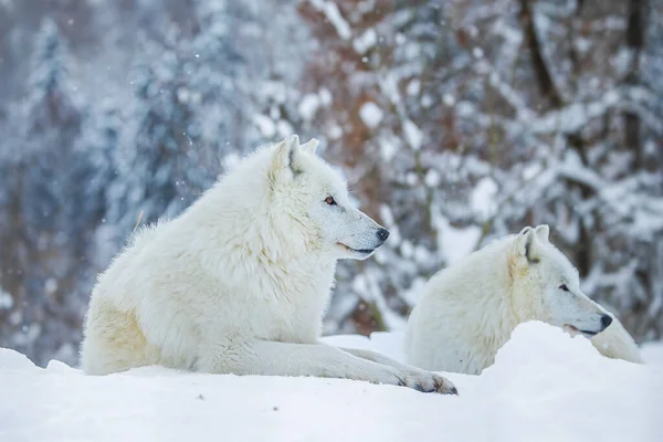Sarkvidéki Farkas Canis Lupus Arctos Kettő Fekszik Hóban — Stock Fotó