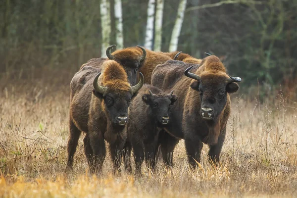 European Bison Bison Bonasus European Wood Bison Adults Protect Young — Stock Photo, Image
