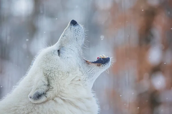 Arctische Wolf Canis Lupus Arctos Huilend Portret Van Dichtbij — Stockfoto