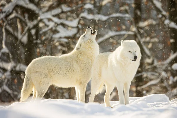 Sarkvidéki Farkas Canis Lupus Arctos Üvölt Eső — Stock Fotó