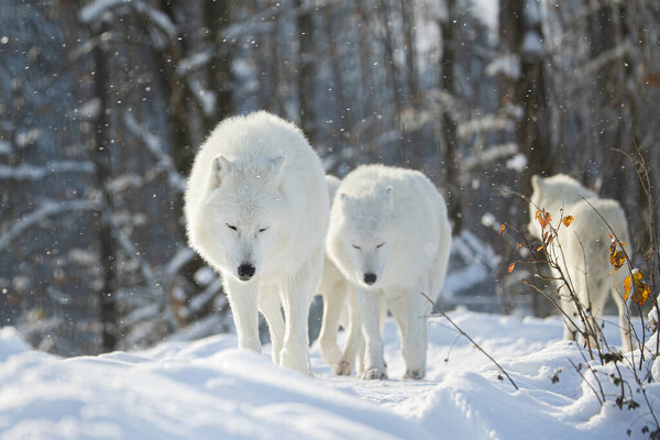 Arctic wolf (Canis lupus arctos) pack in snowy landscape