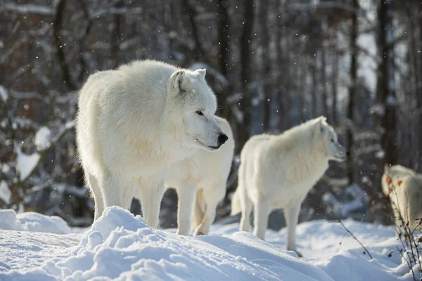 Arctic Wolf Canis Lupus Arctos Pack Snowfall — Stock Photo, Image